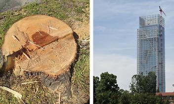 Tigli abbattuti in Canavese, la Regione difende il sindaco: &ldquo;Polemiche surreali&rdquo;