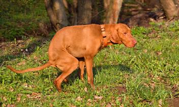 Ozegna richiama i cittadini: &ldquo;Cani s&igrave;, ma con educazione&rdquo;