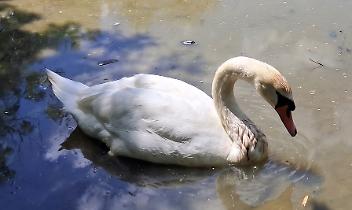 Rubate le uova dei cigni dell'Oasi della Speranza, i residenti chiedono chiarezza e riapertura dell'acqua