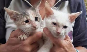 CHIVASSO. Omicidio di Pratoregio: A.A.A. cercasi volontari per ospitare i gatti di Giusy