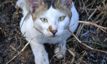 Dai gatti randagi alle persone fragili: comuni dell'eporediese uniti per non lasciare indietro nessuno