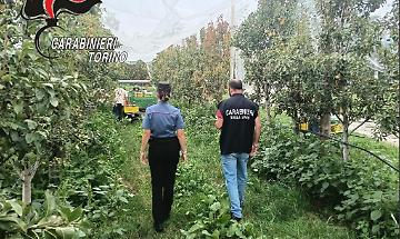 Lavoro nero nei frutteti del Pinerolese: due titolari denunciati, sanzioni per 7 mila euro