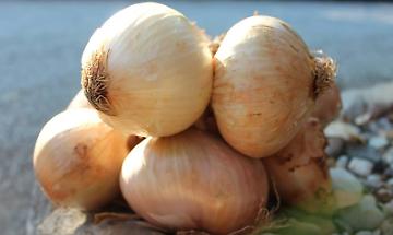 Almese celebra le Si&ocirc;le Piene, la cipolla ripiena regina di una sagra tra tradizione e novit&agrave;