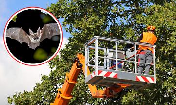  Dieci Comuni impugnano la delibera che vieta i tagli nei boschi per proteggere i chirotteri