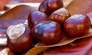 Ingria celebra la castagna