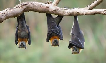 Foreste distrutte, pipistrelli in fuga: gli esperti smontano i sindaci del Canavese