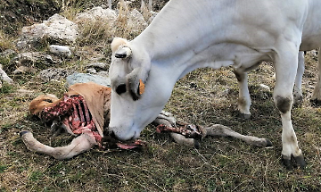 Lupi in pianura, mandrie in fuga: cresce la paura tra gli allevatori del Torinese
