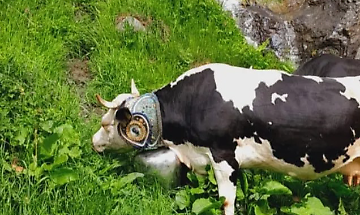 Allevamento nelle Valli di Lanzo