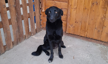 Abbandonato e ferito, Zorro rinasce tra le mani di chi non ha voltato lo sguardo