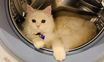 &ldquo;Ho visto una coda nell&rsquo;obl&ograve;&rdquo;: gatto finisce nella lavatrice durante la Vigilia. Salvato dopo una notte critica