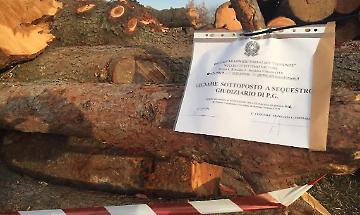 Alberi tagliati all&rsquo;ex Preventorio: l&rsquo;inchiesta verso la chiusura