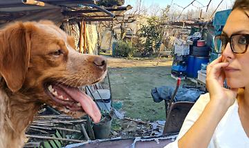 Il cane piangeva. La sindaca preparava il tiramis&ugrave; e le calze della befana