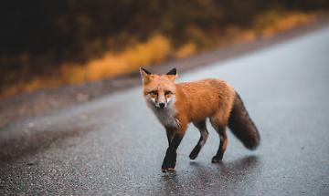 Notte di paura sulla 460