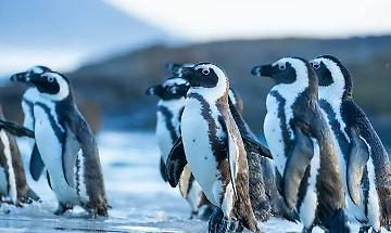 I pinguini africani trovano rifugio a Torino: nuove nascite nella colonia pi&ugrave; grande d&rsquo;Italia