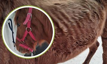 Ridotta a pelle e ossa, Matilda &egrave; sopravvissuta all&rsquo;inferno: ora un rifugio chiede aiuto per salvarle la vita