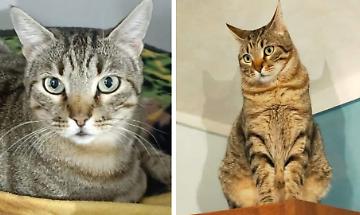"Flash", il gatto scomparso da Verrua e cercato a Chivasso: pu&ograve; essere salito su un furgone e aver percorso 20 km