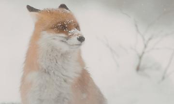 La volpe nella bufera a 2.366 metri