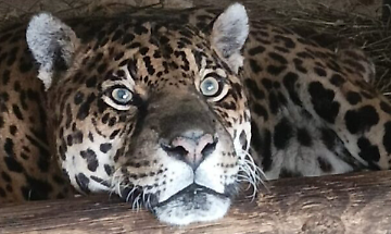 Regina compie 24 anni