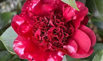 A Chiaverano nasce &ldquo;Il Cuore delle Camelie&rdquo;