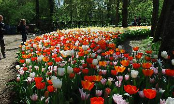 Messer Tulipano torna a Pralormo: 130mila fiori tra arte, natura e solidariet&agrave;