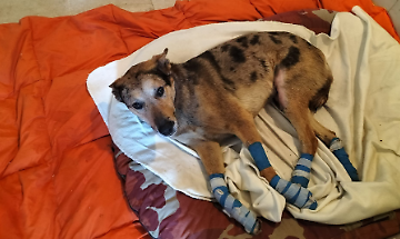 Cane legato ad un trattore e trascinato in strada. Preso in carico dal Canile di Caluso. Si salver&agrave;