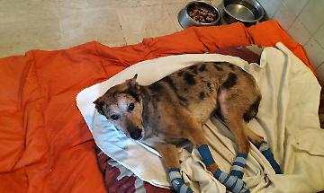 Tek trascinato sull&rsquo;asfalto, ora &egrave; salvo: il caso che scuote il Canavese