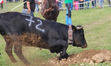 Orgoglio e riconoscenza per la Fiera di San Isidoro