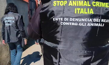 Sepolti vivi in un garage: cane e gatto salvati dall&rsquo;inferno di Orbassano