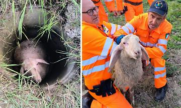 Pecora cade in un pozzo e rischia la vita: i volontari di San Raffaele Cimena la salvano