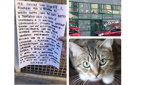 C'è un gatto incastrato dentro l'ospedale abbandonato ...