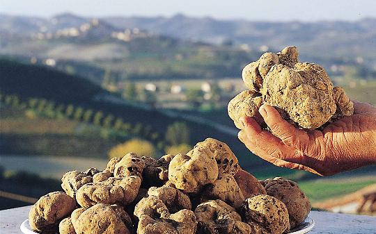 Tartufi avanti tutta: arrivano i fondi per la produzione in Collina