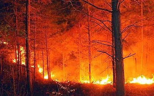 Rogo nella riserva della Vauda