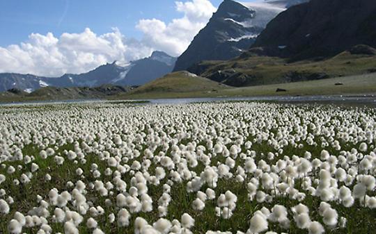 Gran Paradiso in musica: arriva 'Natural Thing' con Caserta e Gentilini