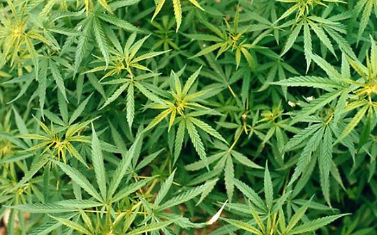 ALMESE. Droga: marijuana 'a chilometro zero', 3 arresti