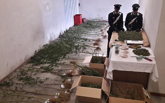 MEUGLIANO. Coltivava piantagione di marijuana nei boschi, arrestato operaio
