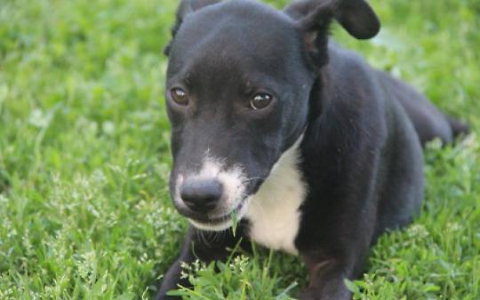 Cane abbandonato tra i rifiuti nel Biellese: salvato dai carabinieri e affidato a una nuova famiglia