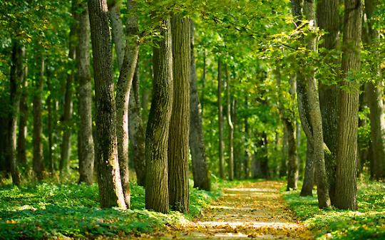 Forestazione urbana, la Regione finanzia tutti i 13 progetti e porta lo stanziamento a oltre 22 milioni