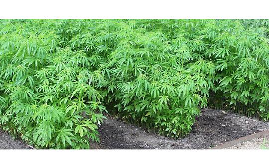 ALMESE. Droga: scoperte piantagioni cannabis, arresti e denunce