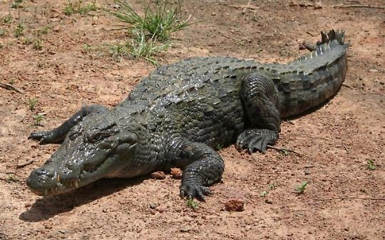 RIVA PRESSO CHIERI. Allarme per coccodrillo in giardino, ma era di plastica