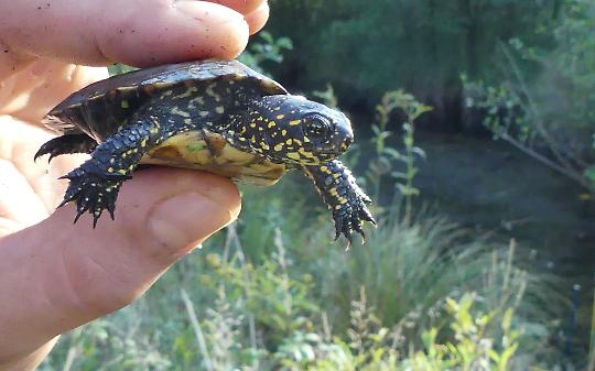 CASELETTE. Nei laghi le rare testuggini palustri Emys Orbicularis, una testimonianza del valore ambientale del sito