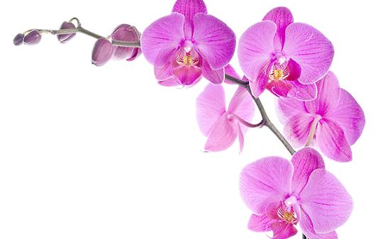 MERCENASCO. In arrivo "Orchiday", la mostra internazionale di orchidee