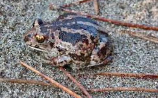 VIALFRE'. L'Atlas festival mette a rischio l'esistenza del Pelobates fuscus insubricus