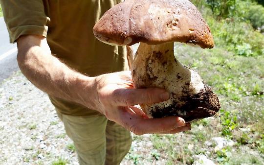 COSSANO. Il prossimo fine settimana si festeggia "sua maestà il porcino"