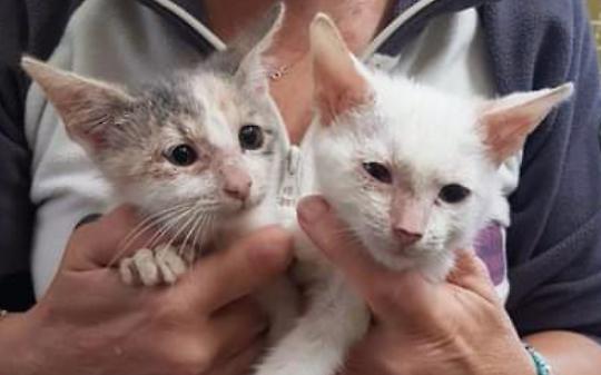 Un pranzo e una cena per i gatti di Ivrea