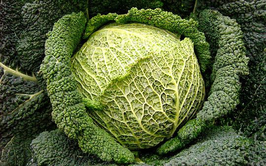 Sagra del Cavolo Verza, Montalto Dora riporta in vita il suo rito d’autunno