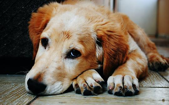 Dona la Spesa per gli amici animali: un aiuto concreto per cani e gatti abbandonati in estate