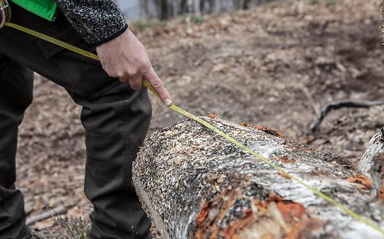 I boschi sono frammmentati e fuori controllo: arriva il progetto per recuperarli