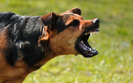 Un cane terrorizza i residenti, il racconto: “Sono stata aggredita già due volte”