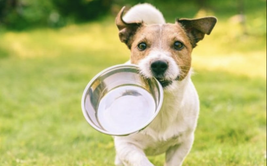 Un fiume di SOLIDARIETA': la gente dona migliaia di euro al RIFUGIO per cani in difficolt&agrave;