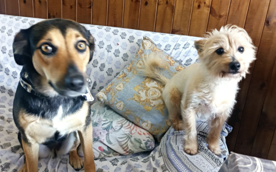 Due degli animali del rifugio